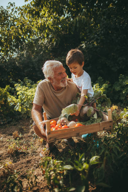 nos légumes bio - grandparent multi generation family grandfather child photos et images de collection