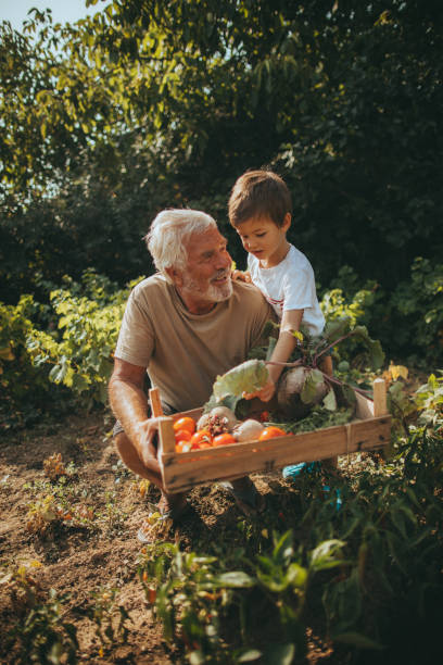 le nostre verdure biologiche - grandfather adult affectionate little boys foto e immagini stock