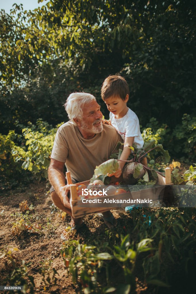 Our organic vegetables Little boy and his grandfather have collected vegetables from their organic garden they cultivate together Gardening Stock Photo
