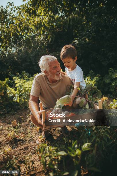Our Organic Vegetables Stock Photo - Download Image Now - Gardening, Senior Adult, Family