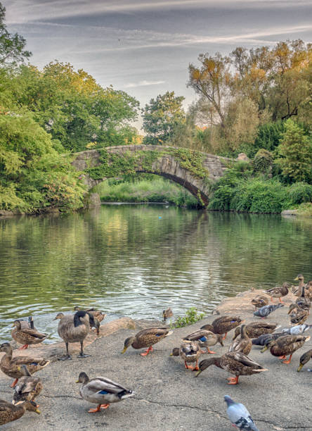 istock Gapstow bridge Central Park, New York City 843201438