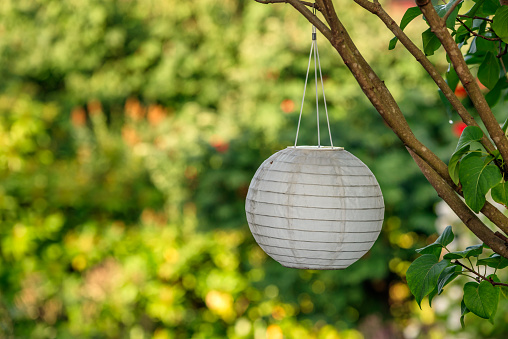 White paper lantern hanging from a tree in a garden.
