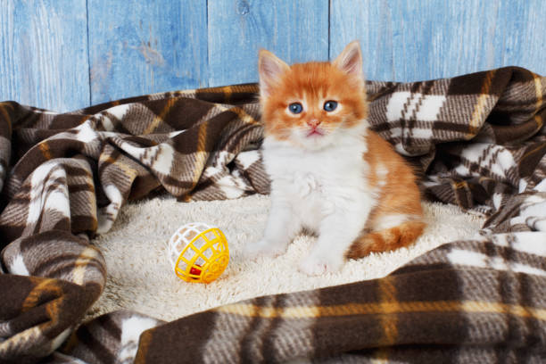 istock Red orange kitten at blue wood 843202404
