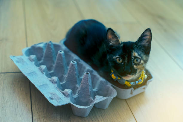 gatto domestico con scatola uova - poultry animal curiosity chicken foto e immagini stock