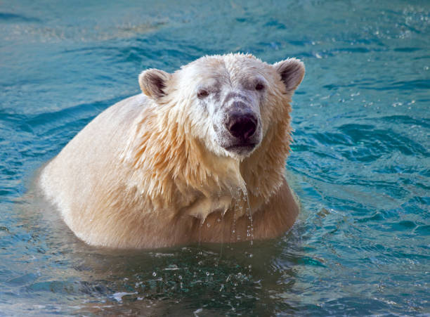 istock Polar Bear Emerging from Frigid Water 843209752