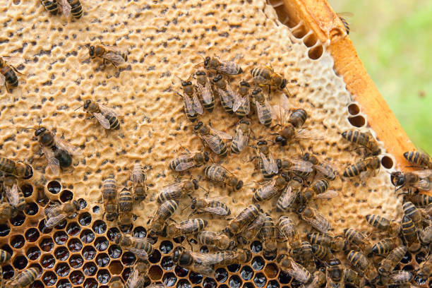 istock Busy bees, close up view of working bees on honeycomb. 843210112