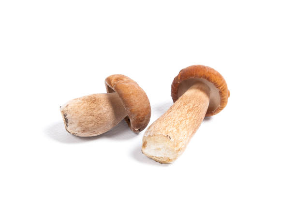 istock Two porcini mushroom known as boletus edulis on white 843210544