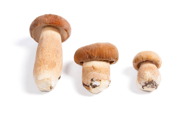 istock Several porcini mushrooms known as boletus edulis on white 843211144