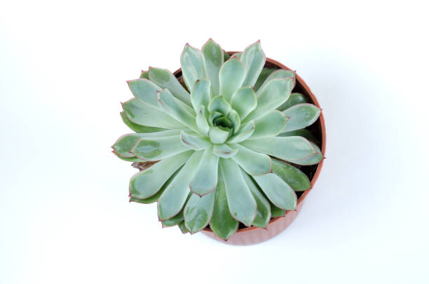 istock Succulent plant in pot.s 843214512