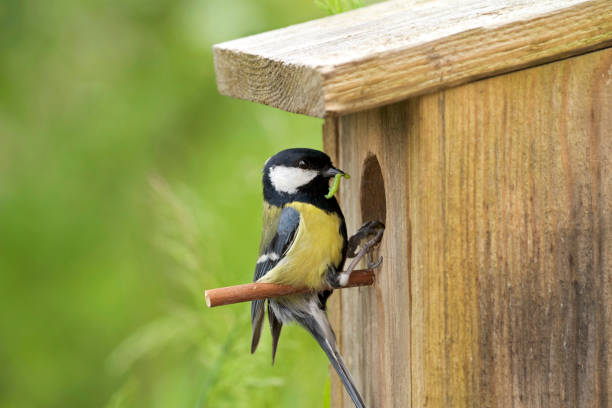istock Great tit, in front of nest-hole, with caterpillar in beak 843215028