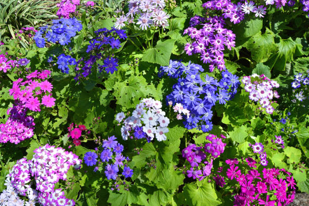 cyneraria flores en varios colores - daisy multi colored flower bed flower fotografías e imágenes de stock