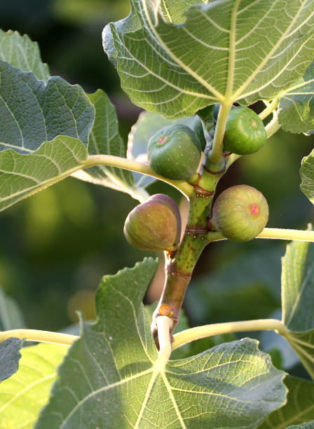istock Figs and  leaves on the branch. 843219006