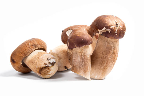 istock Several porcini mushrooms known as boletus edulis on white 843219274