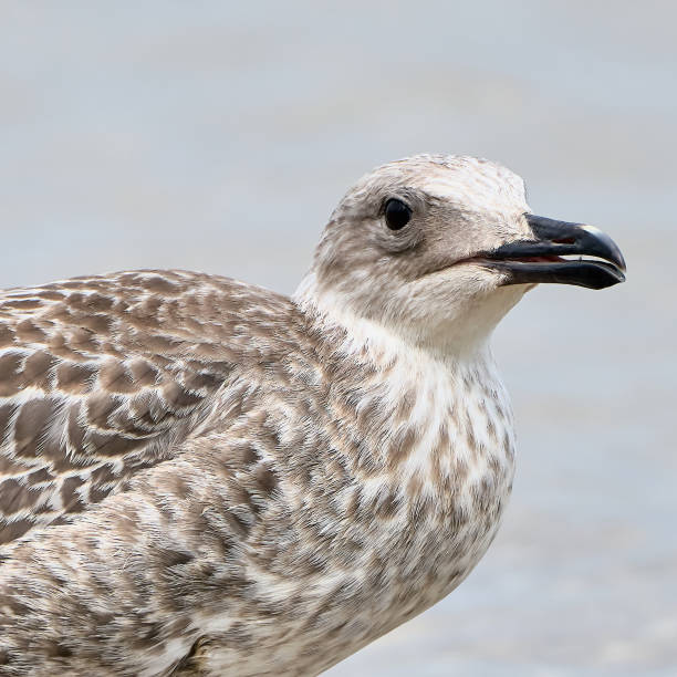 istock Portrait of a common gull 843221726