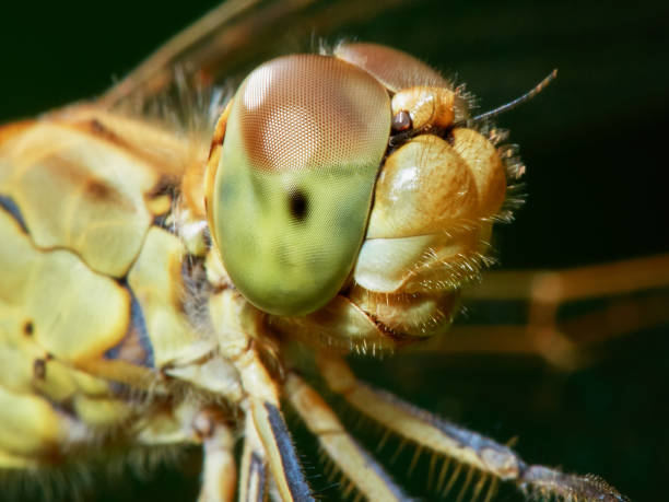 istock Dragonfly in the garden 843221878