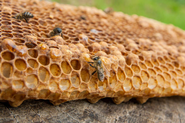 istock Working bee on the honeycomb with sweet honey. 843222706