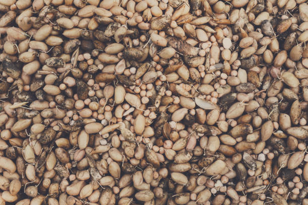 Organic potato gathered at ecological farm, background