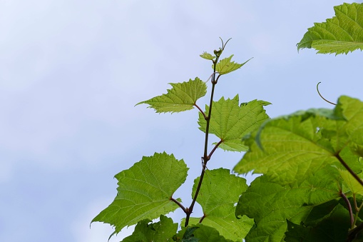 the vine in the sky, with lush green foliage background