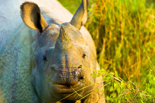 Frontal face view of endangered one horned Indian Rhinoceros in its natural habitat at Chitwan National Park, Nepal