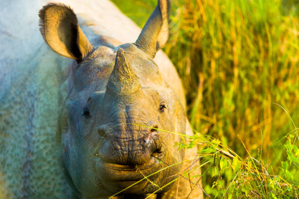 One Horned Indian Rhinoceros Face Closeup Frontal face view of endangered one horned Indian Rhinoceros in its natural habitat at Chitwan National Park, Nepal chitwan national park photos stock pictures, royalty-free photos & images