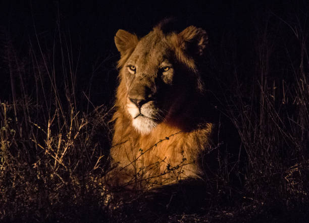 istock King of the Night 843229184