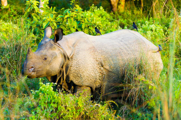 istock One Horned Indian Rhinoceros Side Birds 843229428