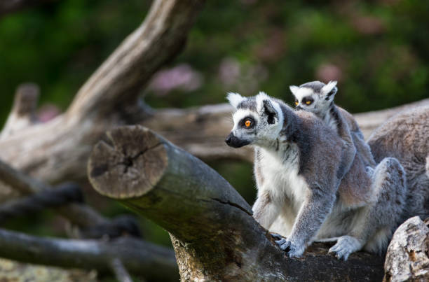 istock Tailed lemurs (Lemur catta) sitting on a branch 843229932