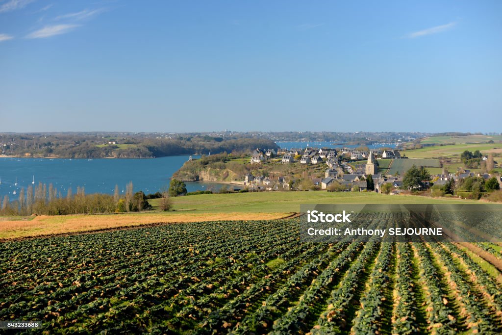 Cauliflower field Cauliflower field in Brittany Brittany - France Stock Photo