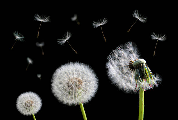 istock Dandelion flower and flying seeds 843233818