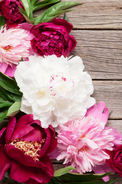 istock Garden peony flowers on wood 843233984