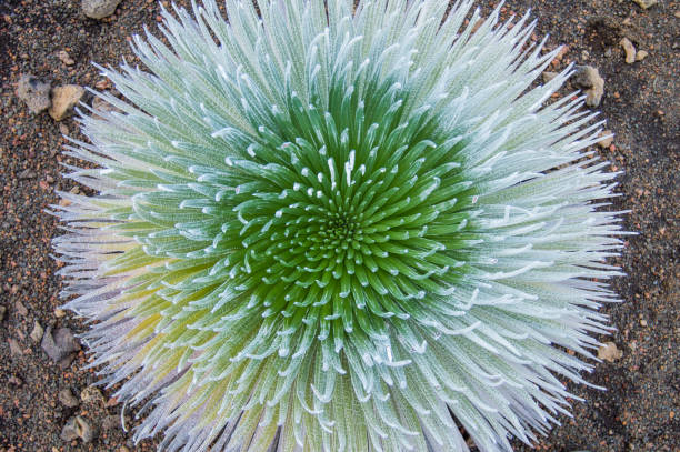 haleakala silversword (argyroxiphium sandwicense subsp. macrocephalum) - haleakala silversword 뉴스 사진 이미지