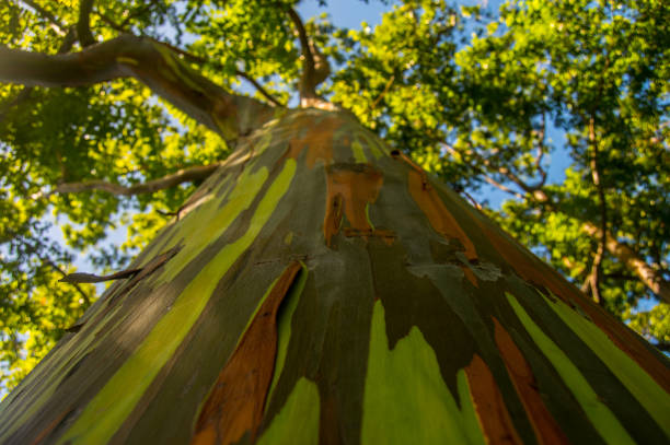 rainbow de eucalipto - haleakala national park fotos fotografías e imágenes de stock