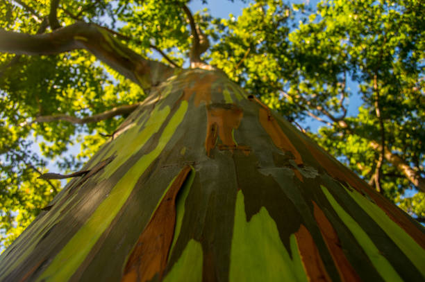 rainbow eucalyptus - haleakala national park imagens e fotografias de stock