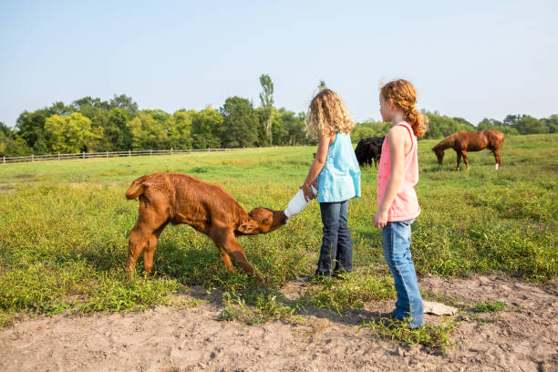 chicas botella de alimentación del becerro marrón en pasto - horse child animal feeding fotografías e imágenes de stock
