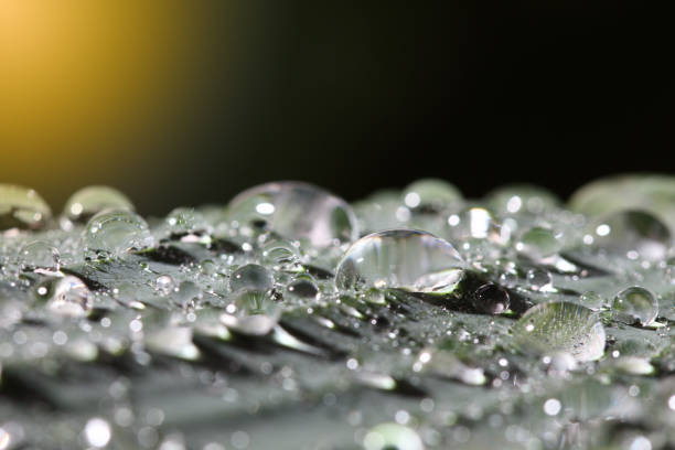 istock tropical area only and dew on leave so beautiful 843237474