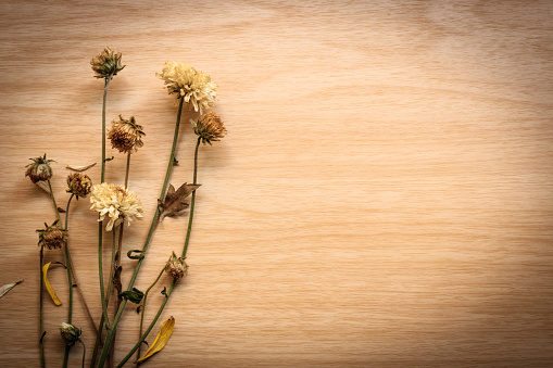 Chrysanthemum wilted on a wooden board, background