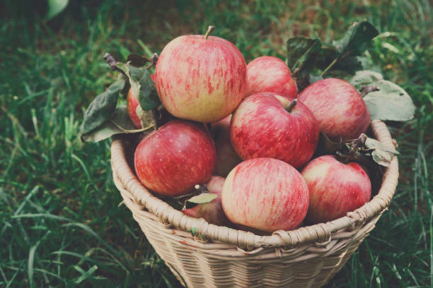 istock Basket with apples harvest near in garden 843241908