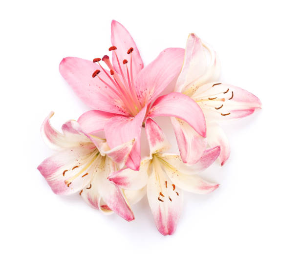 istock Pink lily flowers 843241924