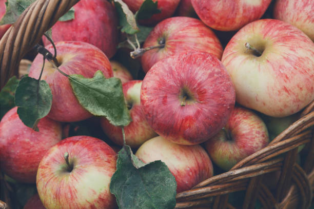 istock Basket with apples harvest on grass in garden, top view 843242036