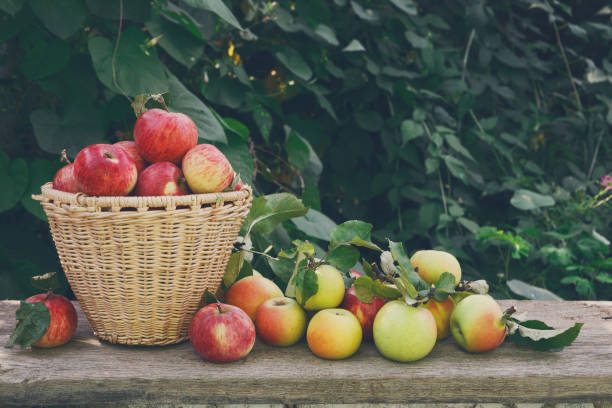 istock Baskets with apples harvest in fall garden 843242290