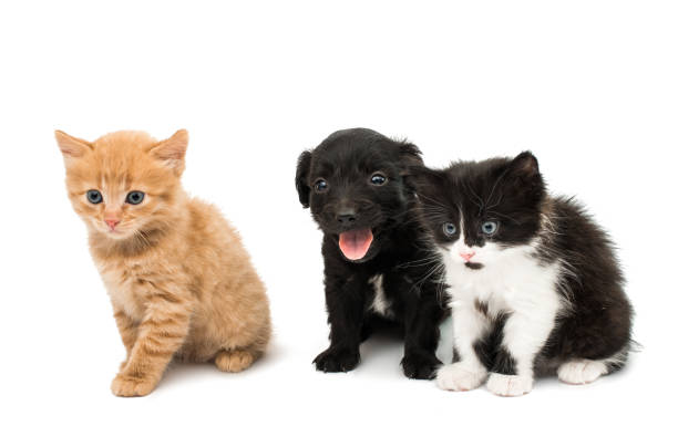 istock Little kitten and puppy isolated 843244892