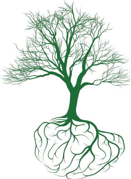 illustrazioni stock, clip art, cartoni animati e icone di tendenza di crescita di un'idea - origins oak tree growth plant