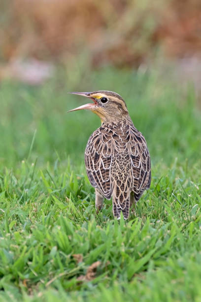 istock Bird meadowlark at California field 843248924