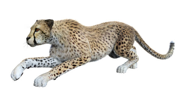 3d Кendering Big Cat Cheetah On White Stock Photo - Download Image Now -  Cheetah, Cut Out, Africa - iStock