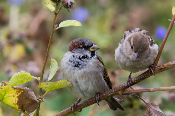 istock Street sparrow on a branch - telephoto 843249600