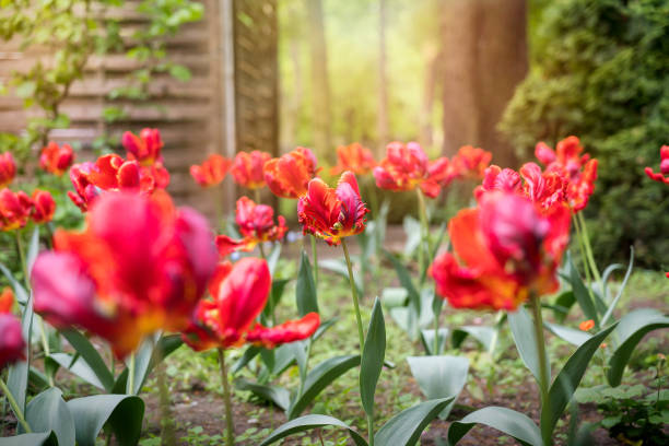istock small field of red tulips in spring 843252618