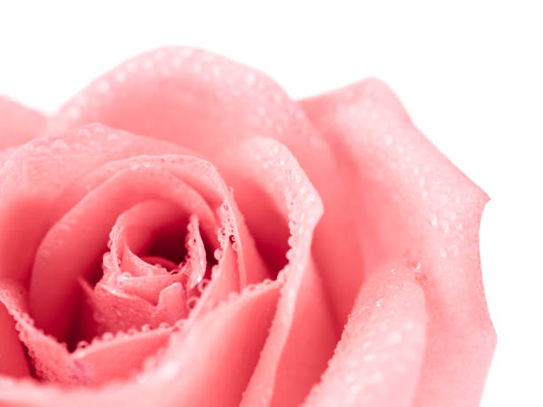 istock Beautiful pink rose flower 843253020