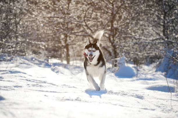 istock Male Husk outdoors in a snowy forest 843253438