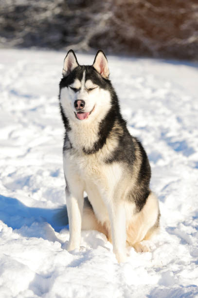 istock Male Husk outdoors in a snowy forest 843256490