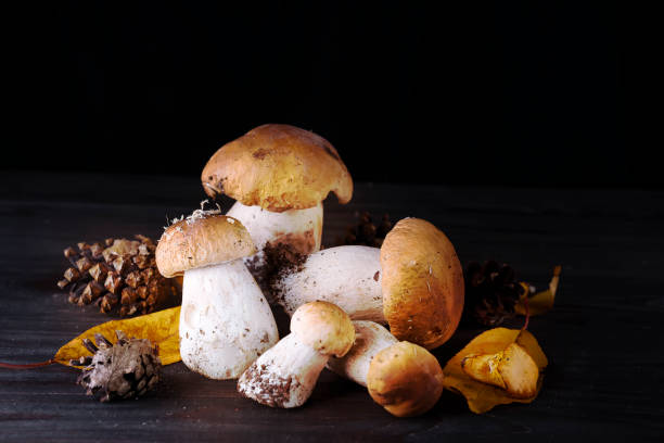 istock Mushrooms in the forest. 843257456